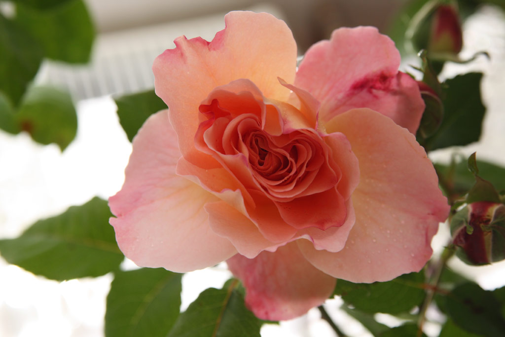 růže Augusta Luise