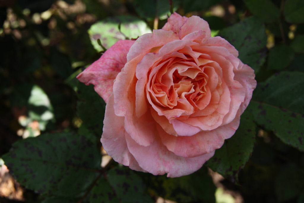 růže Augusta Luise