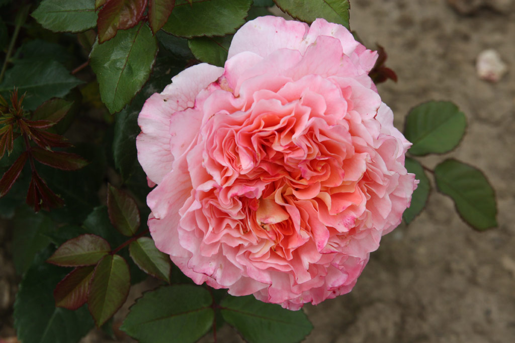 růže Augusta Luise