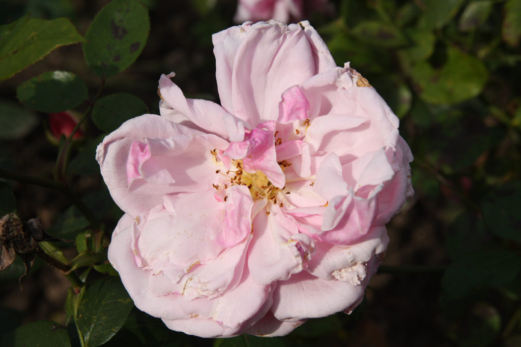 růže Australia Felix