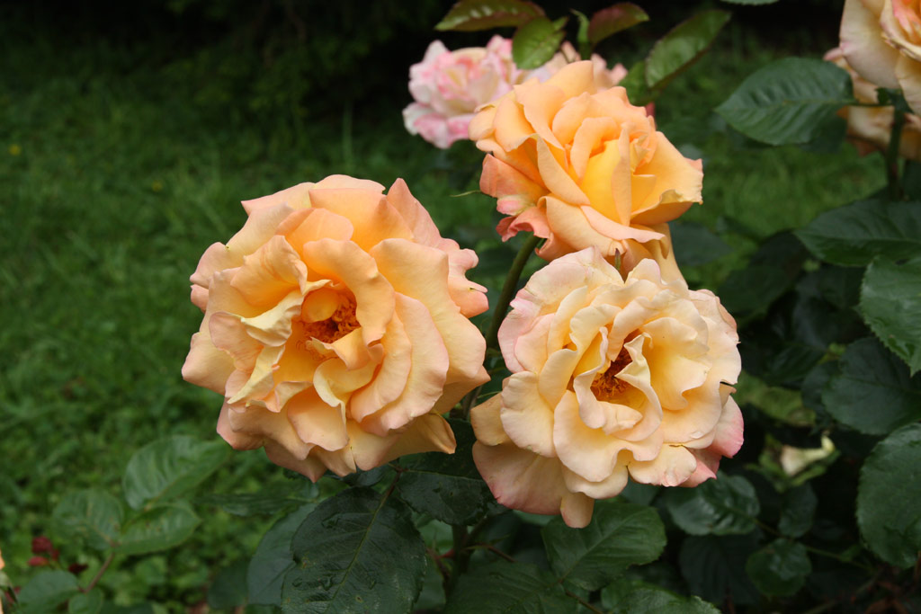 růže Australian Gold