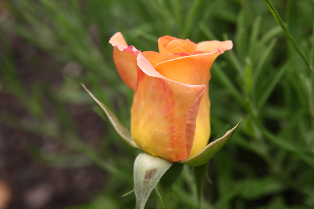 růže Australian Gold