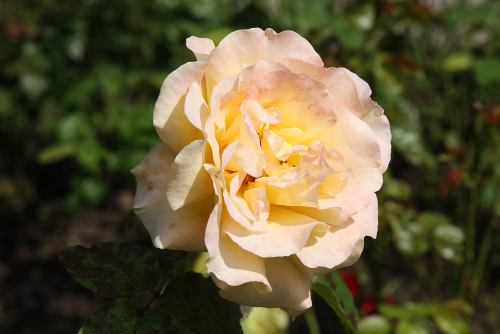 růže Australian Gold