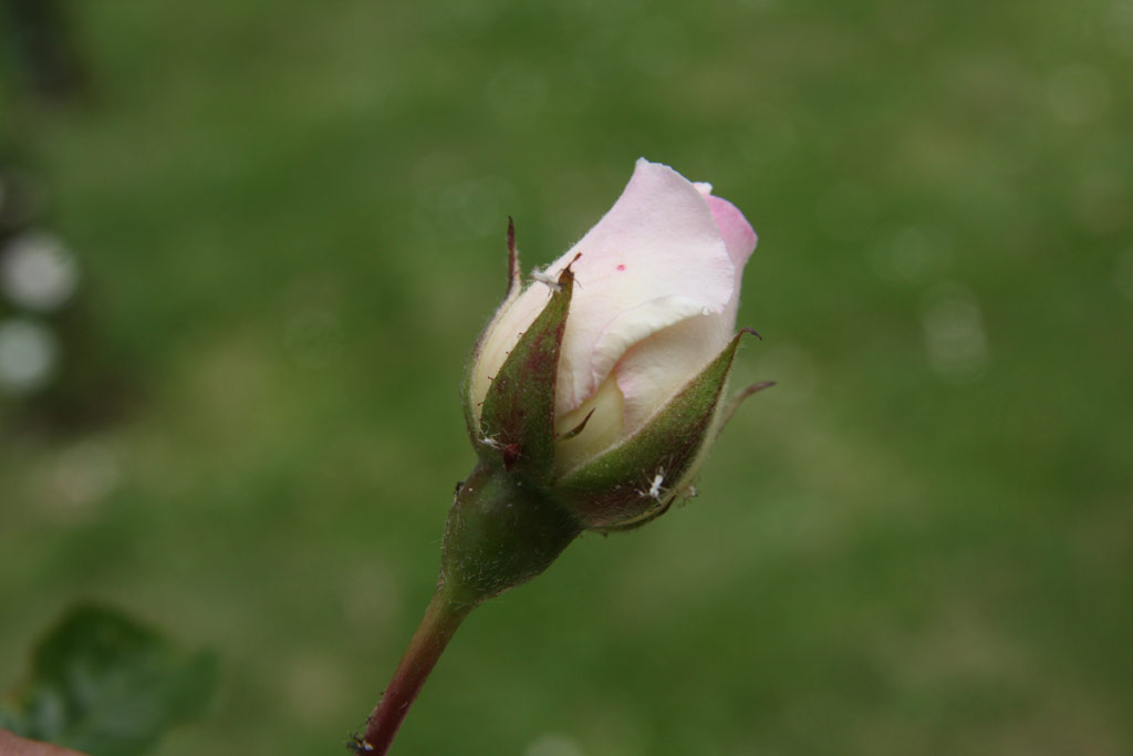 růže Ave Maria (Bhm)