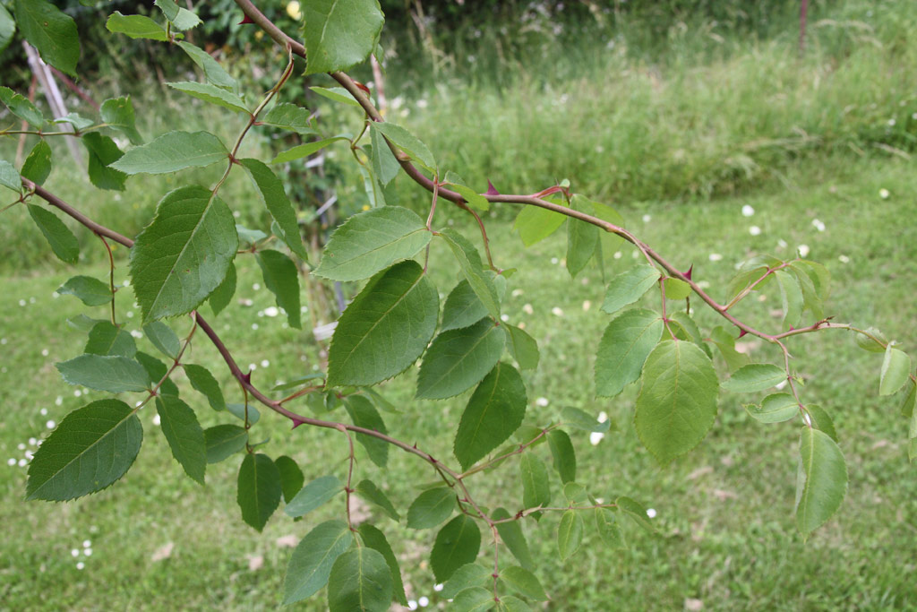 růže Aviateur Blriot