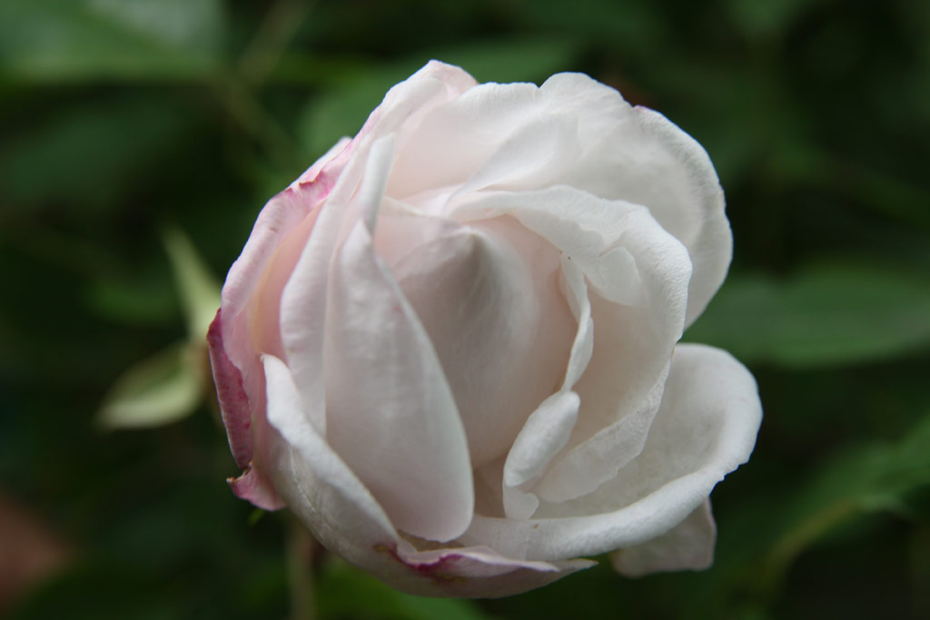 růže Ayrshire Queen