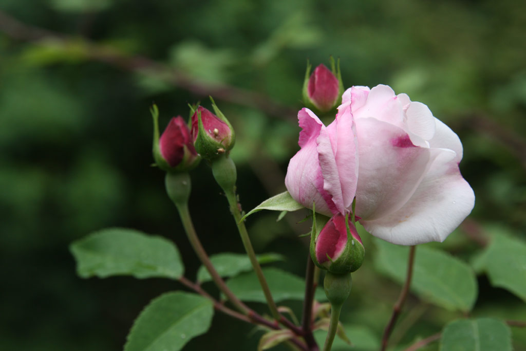 růže Ayrshire Queen