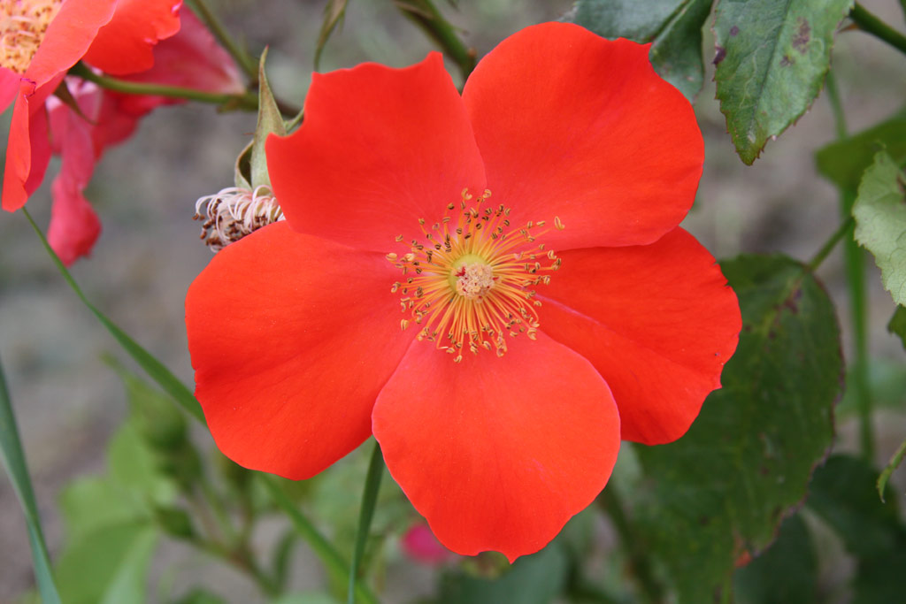 růže Babits Mihly Emlke