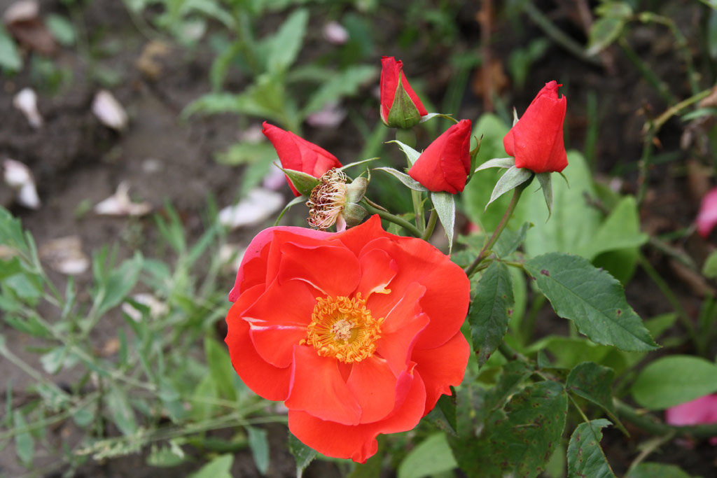 růže Babits Mihly Emlke