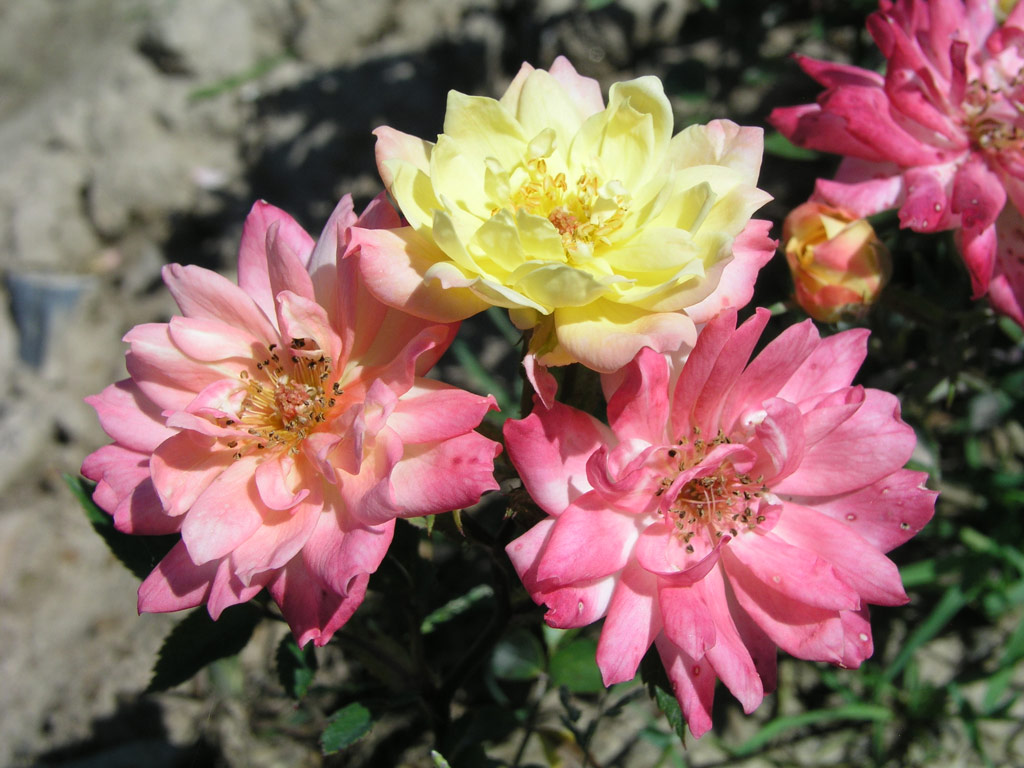 růže Baby Masquerade