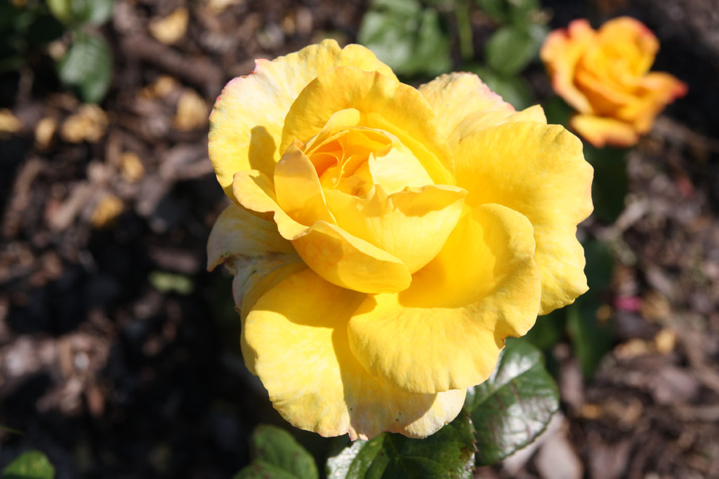 růže Badener Roulett