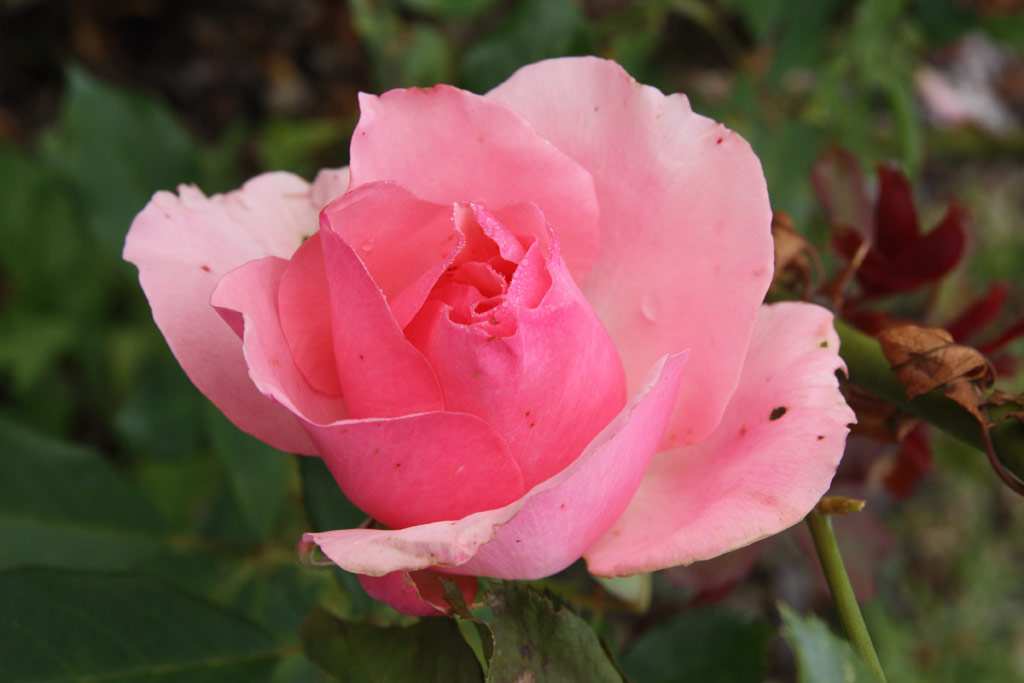 růže Badener Traberchampion