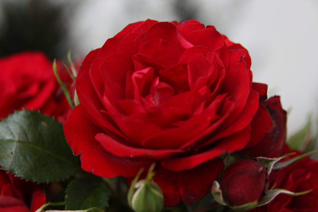 růže Balmoral Palace