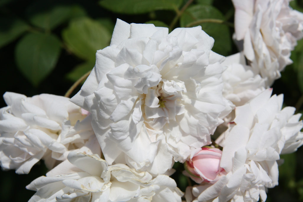 růže Baltimore Belle