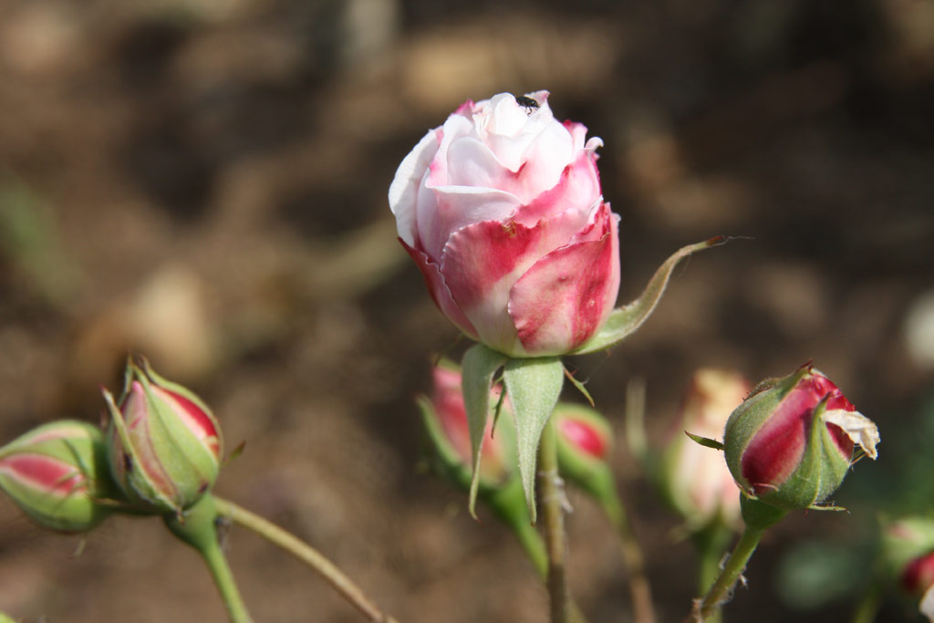 růže Baltimore Belle