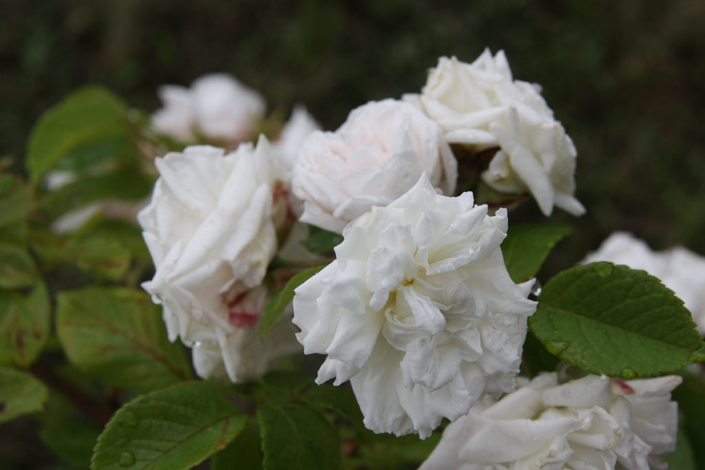 růže Baltimore Belle