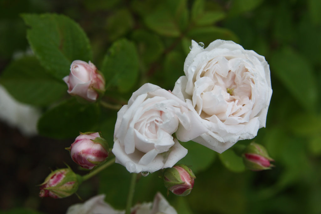 růže Baltimore Belle