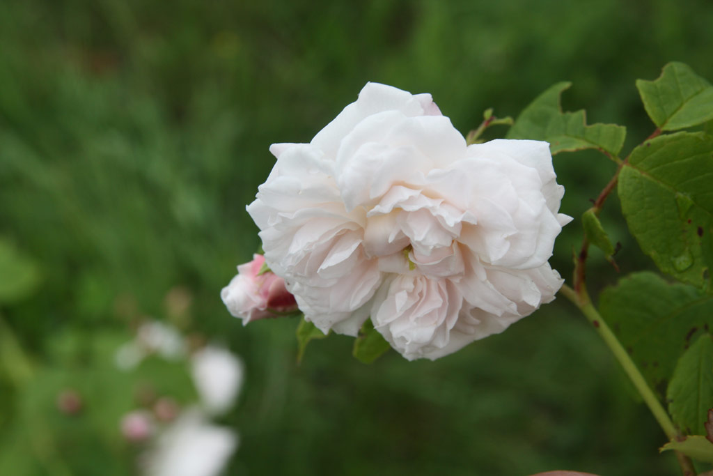 růže Baltimore Belle