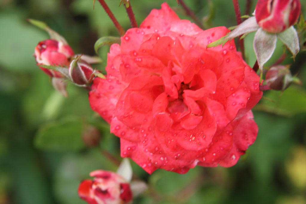 růže Bnffy Mikls Emlke