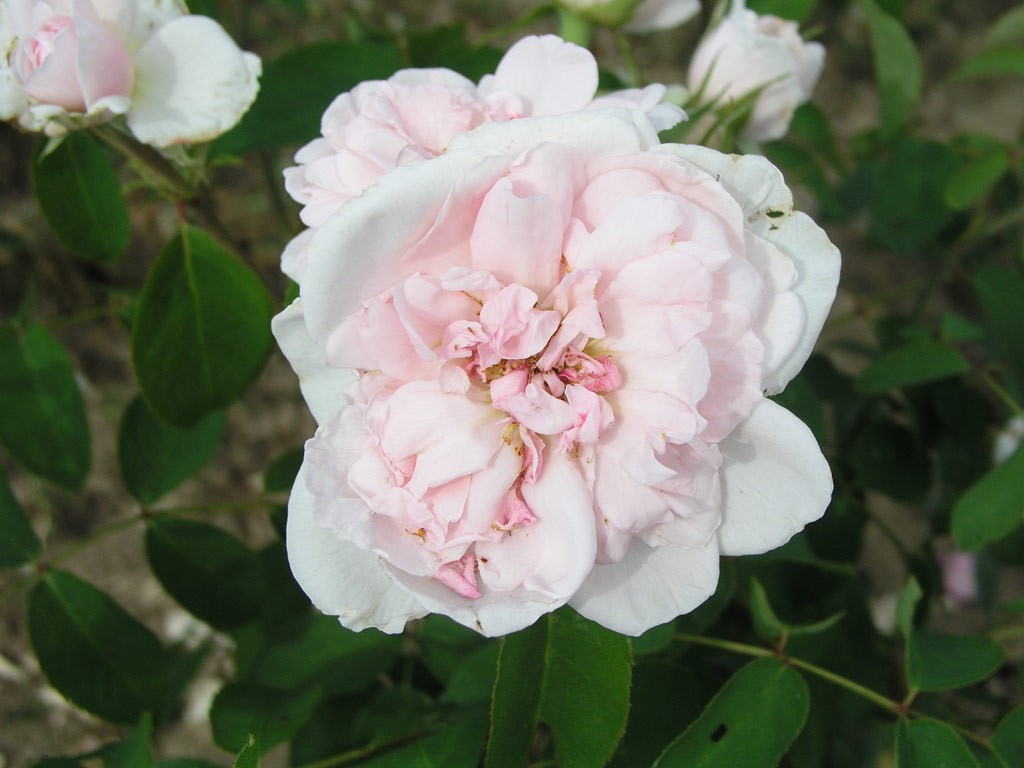 růže Barbara Austin