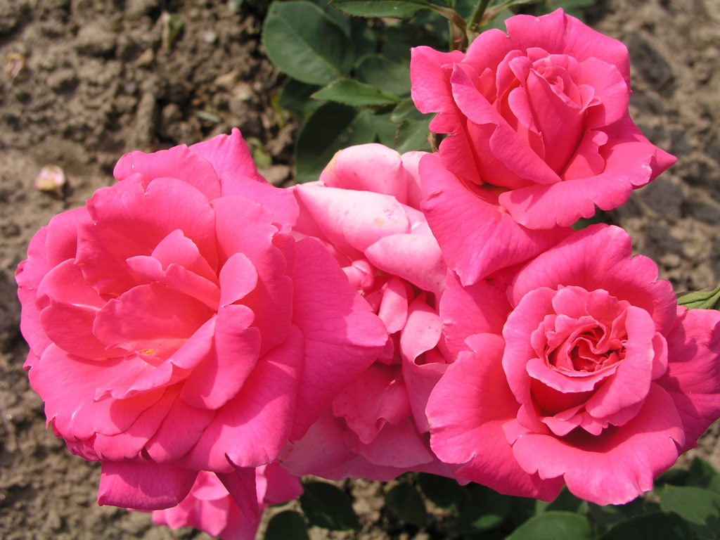 růže Barbara Hauenstein