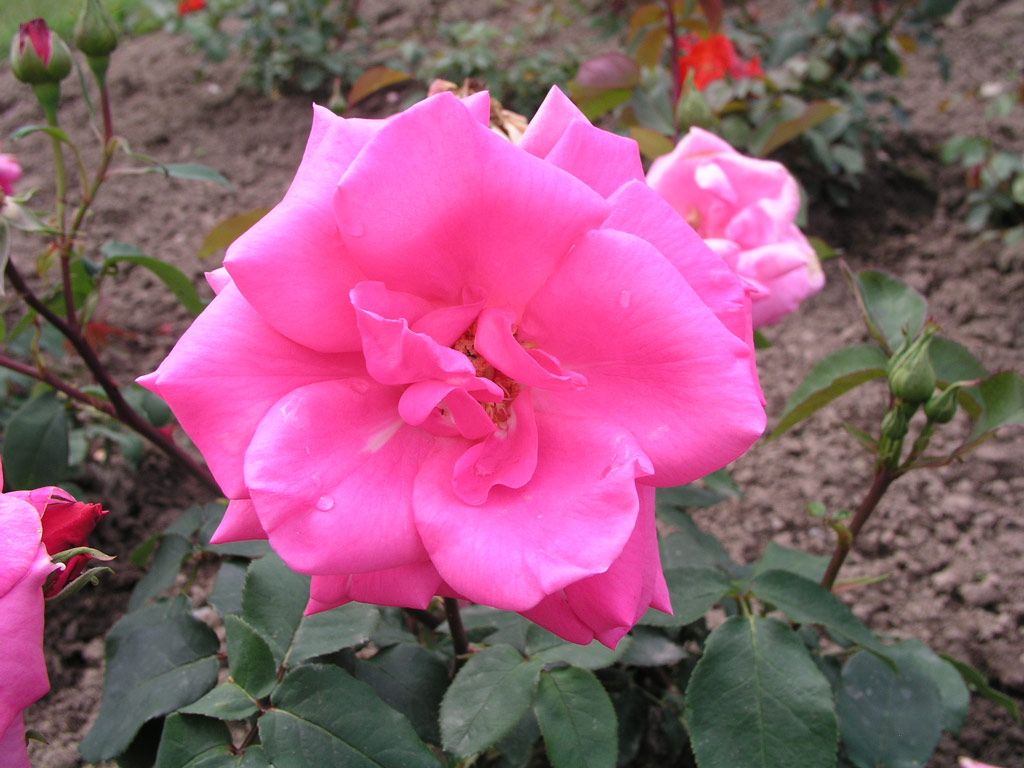 růže Barbara Hauenstein