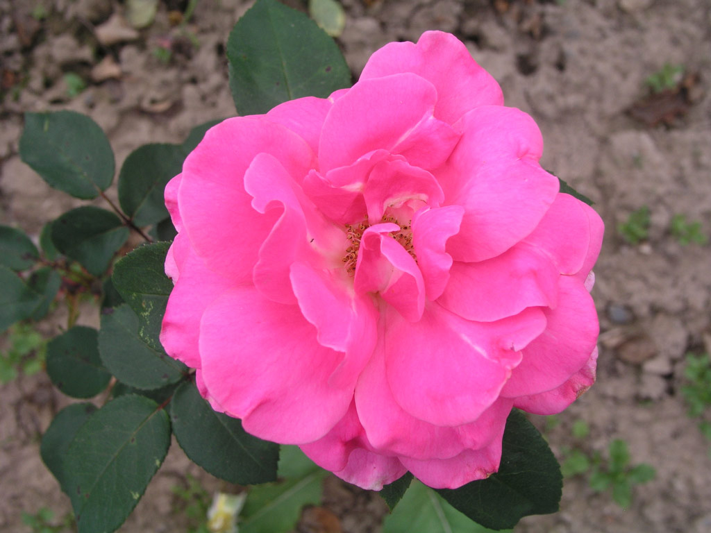 růže Barbara Hauenstein