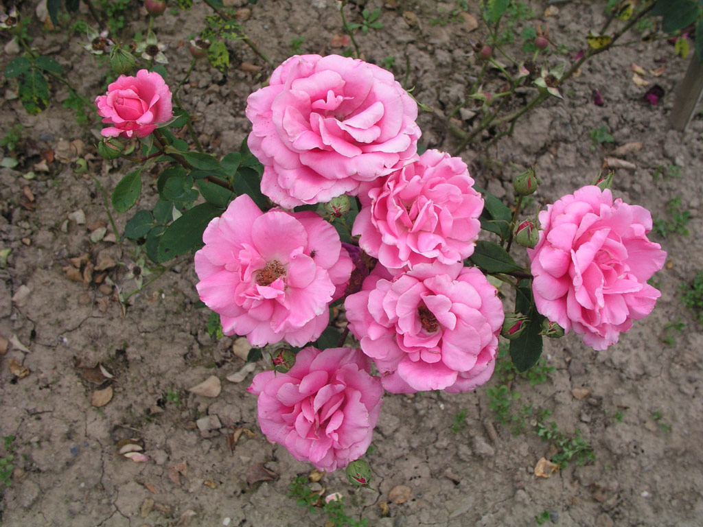 růže Barbara Hauenstein