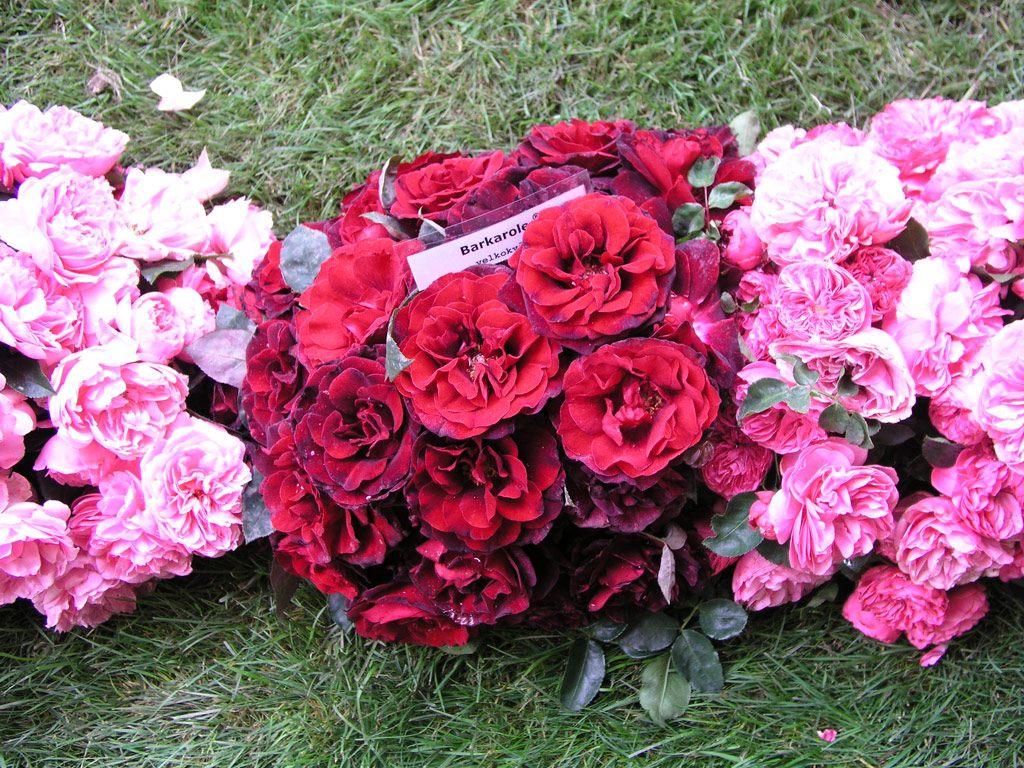 růže Barkarole