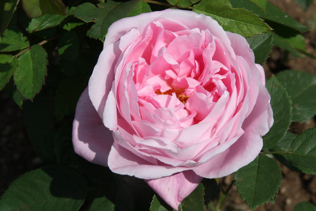 růže Baroness Rothschild