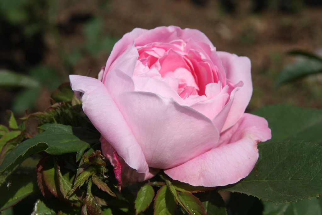 růže Baroness Rothschild