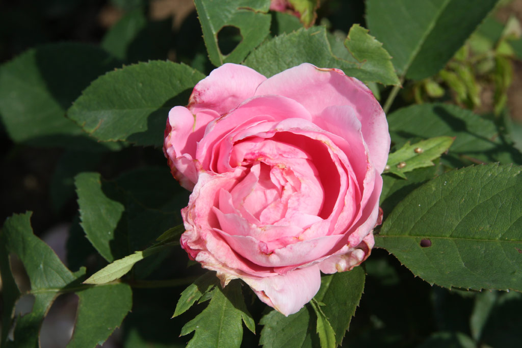 růže Baroness Rothschild