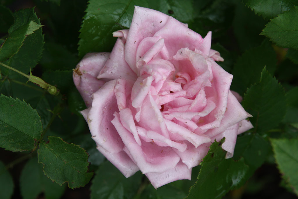 růže Baroness Rothschild