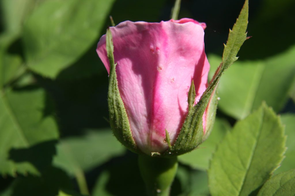 růže Baroness Rothschild