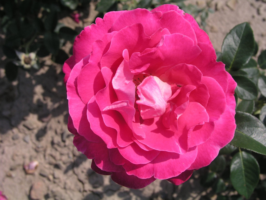 růže Baronne de Rothschild