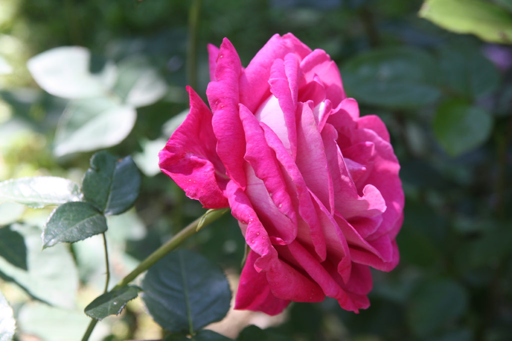 růže Baronne de Rothschild