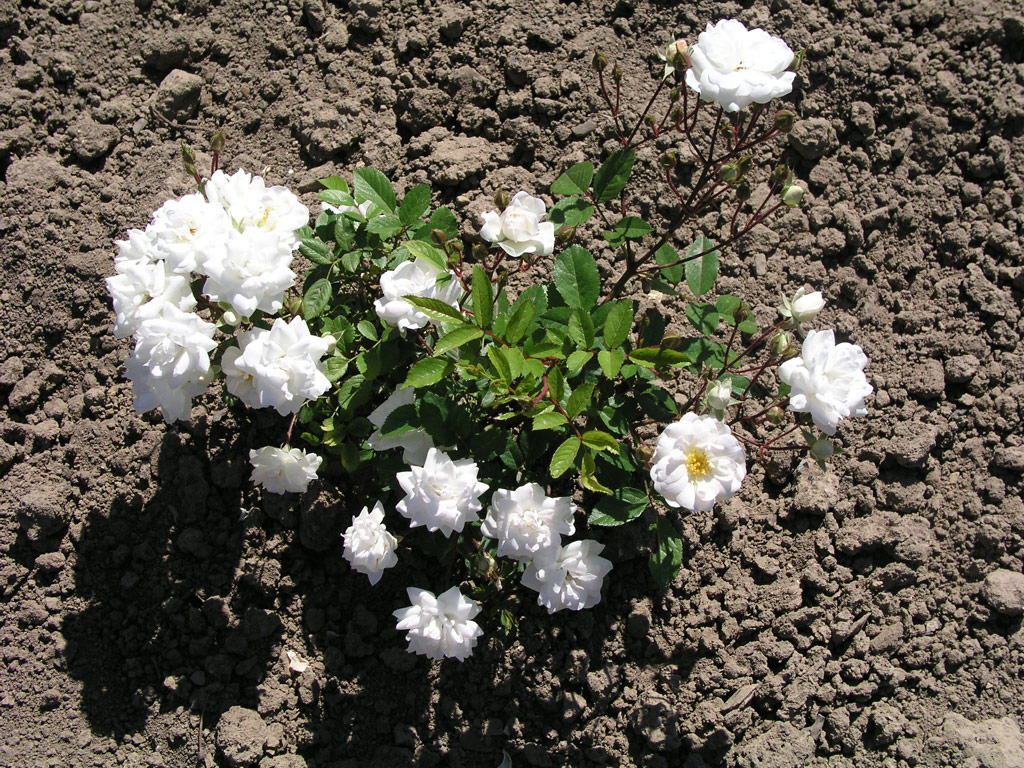 růže Baronne de Vivario