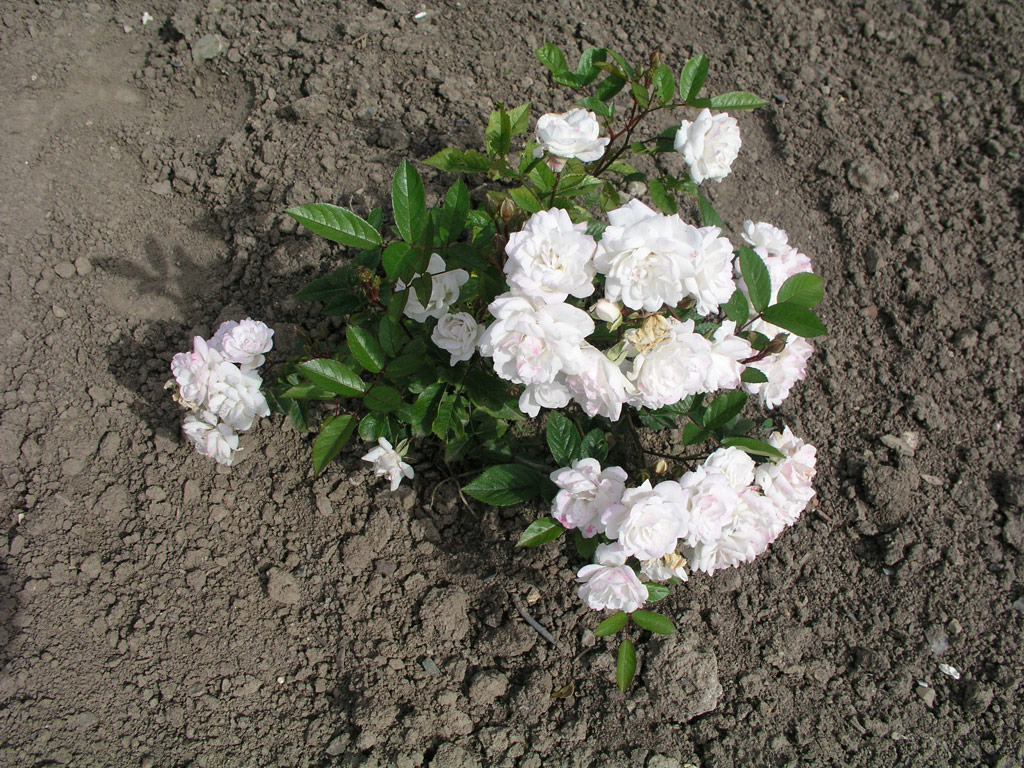 růže Baronne de Vivario