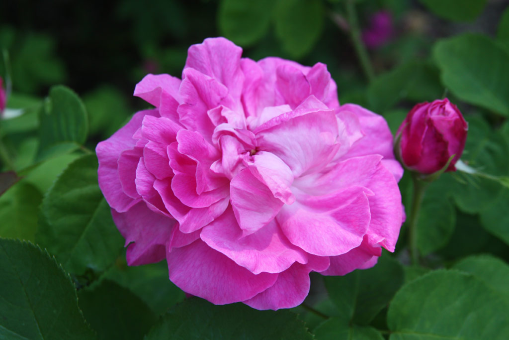 růže Baronne Prvost