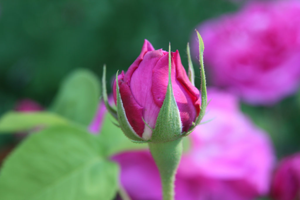 růže Baronne Prvost