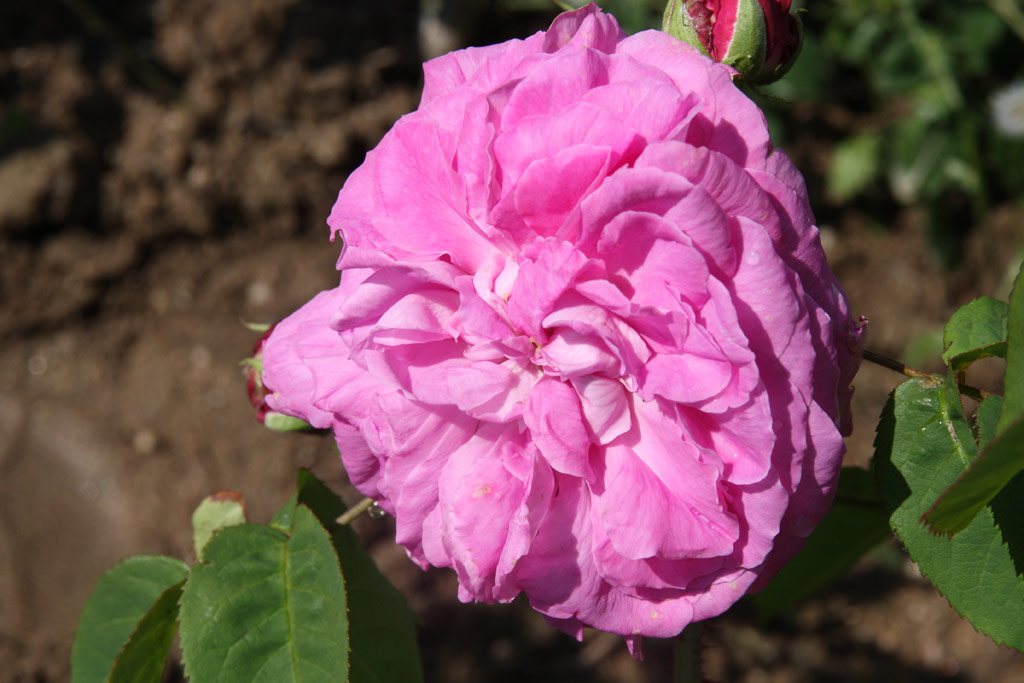 růže Baronne Prvost