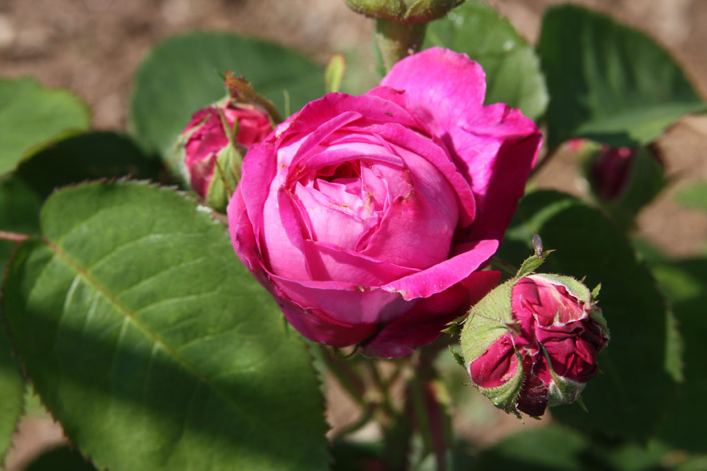 růže Baronne Prvost