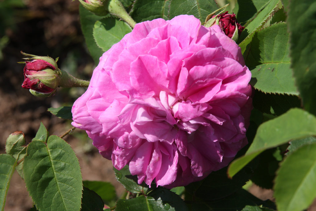 růže Baronne Prvost