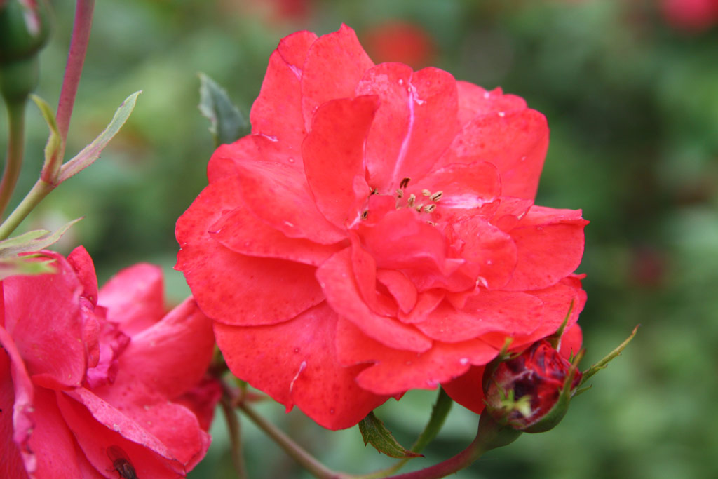 růže Bthory Istvn Emlke