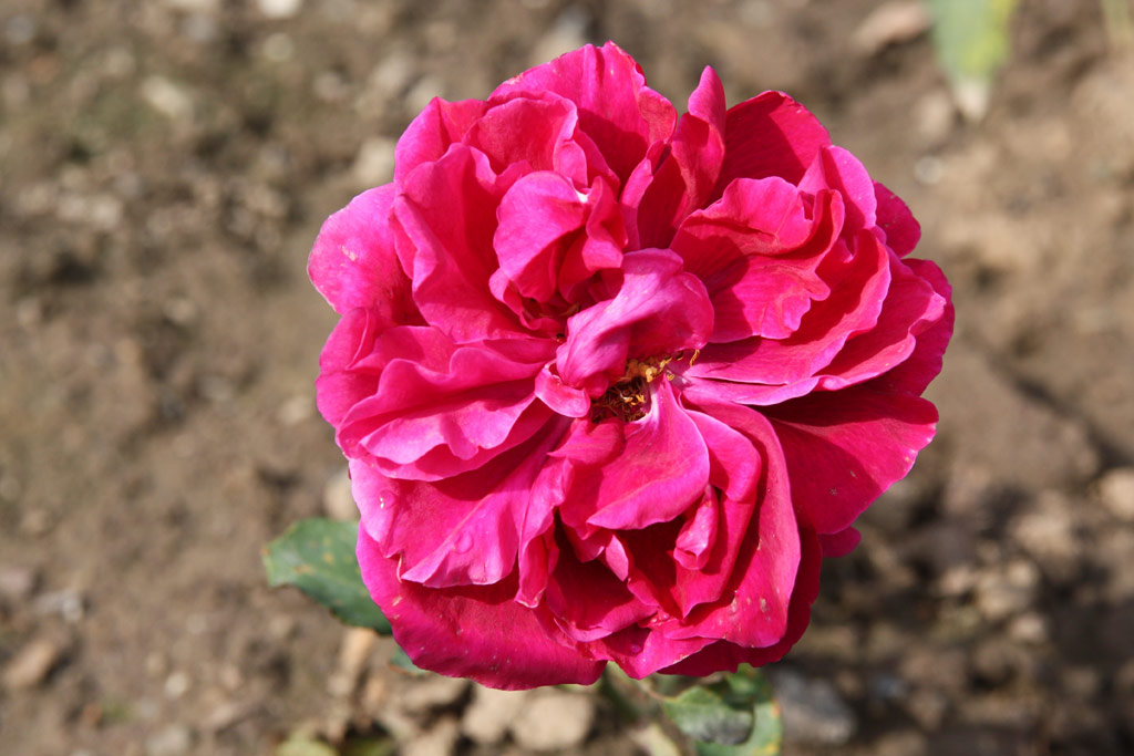 růže Bedford Crimson