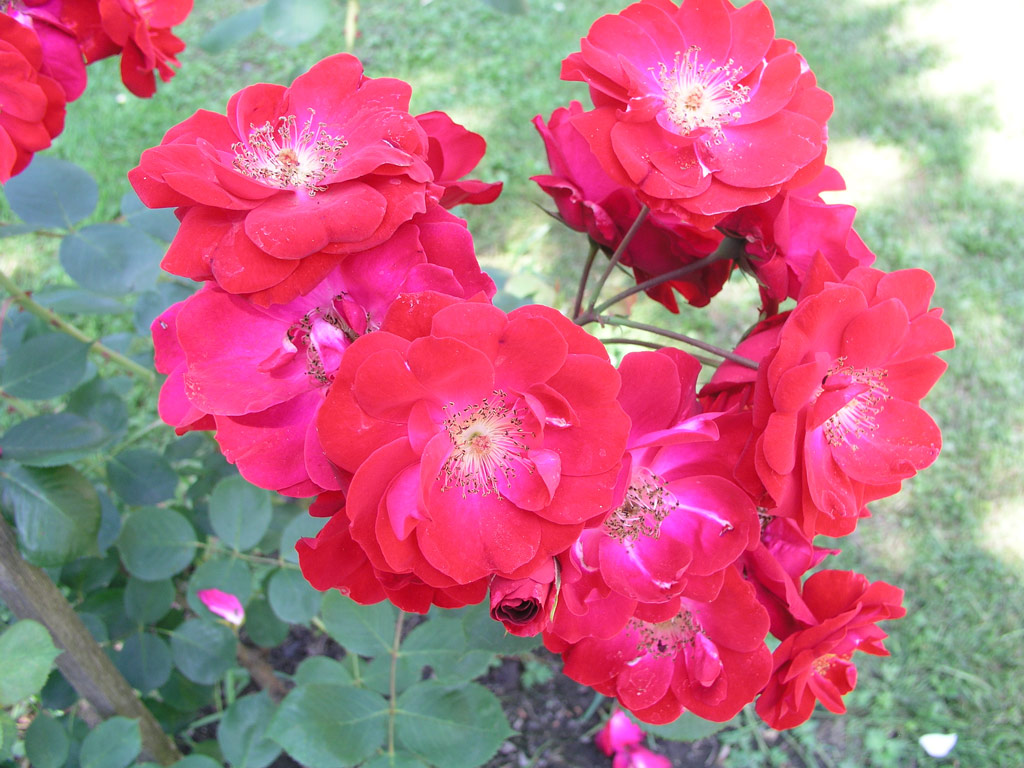 růže Bed?ich Smetana