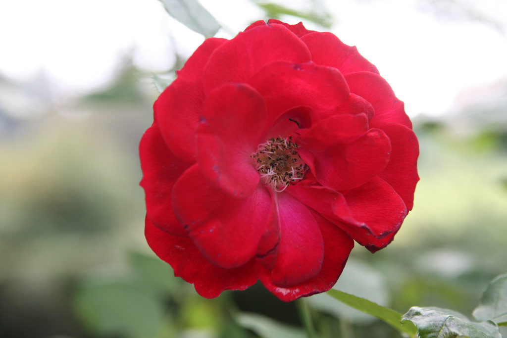 růže Bed?ich Smetana