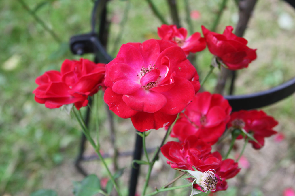 růže Bed?ich Smetana