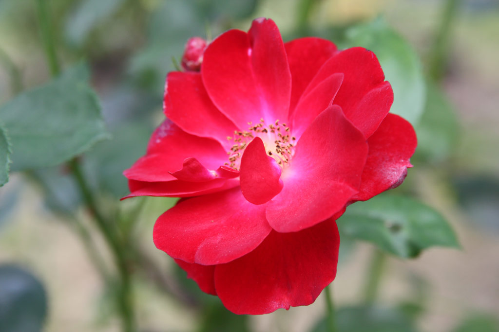 růže Bed?ich Smetana