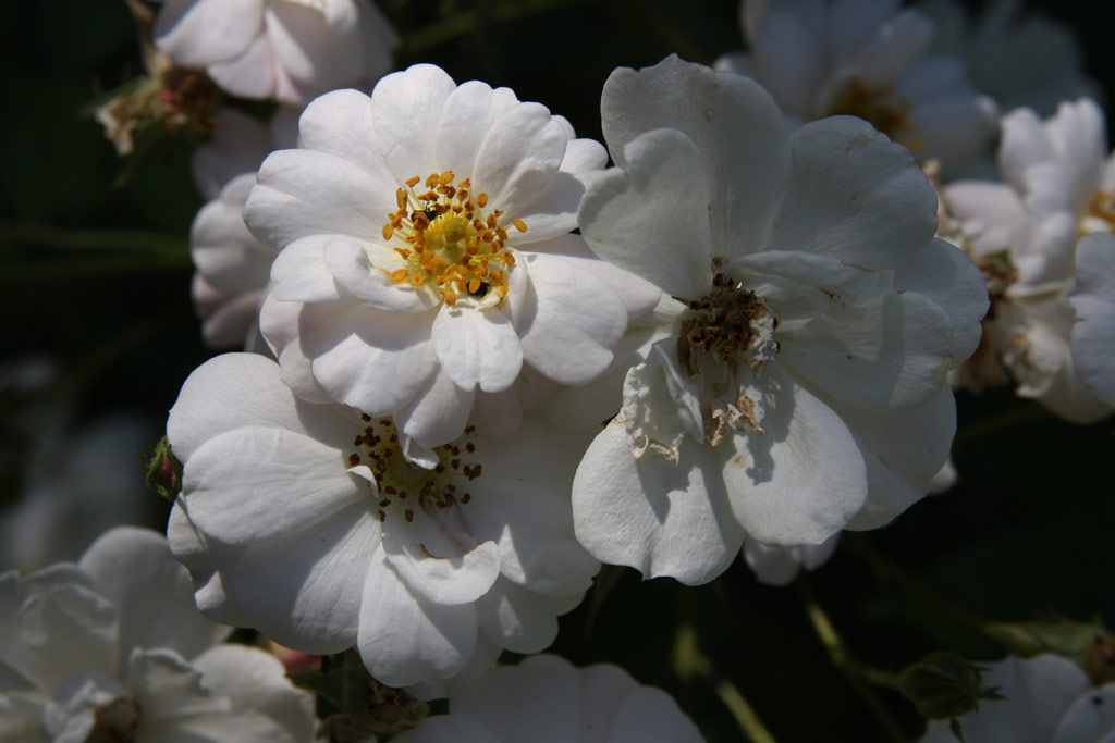 růže Bennetts Seedling